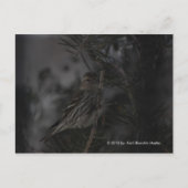 Carte Postale Dans le pin (Devant)