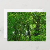 Carte Postale Dans les arbres (Devant / Derrière)