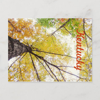 Carte Postale Dans les arbres par JerseyFawn