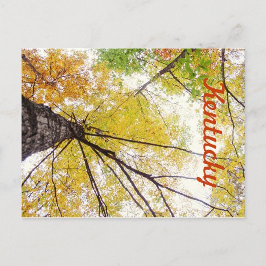 Carte Postale Dans les arbres par JerseyFawn (Devant)