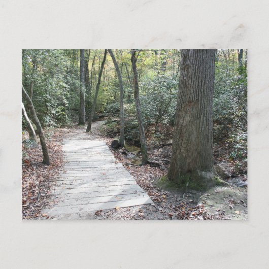 Carte Postale Dans les bois (Devant)