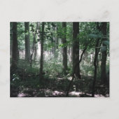 Carte Postale Dans Les Bois (Devant)