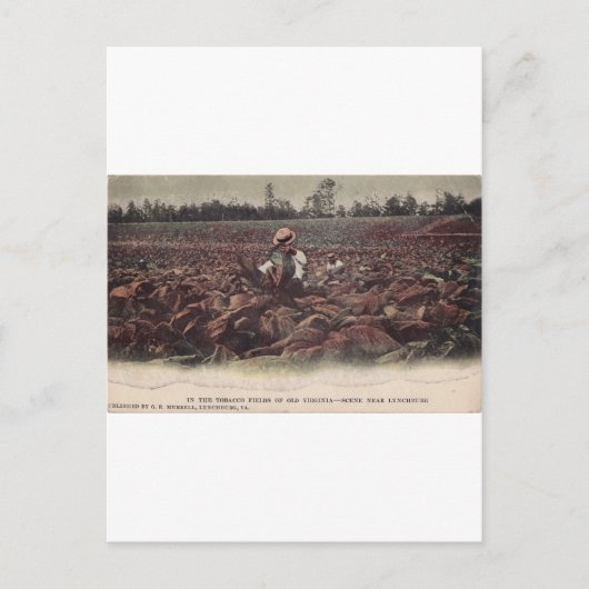 Carte Postale Dans les champs de tabac de la Vielle Virginie (Devant)