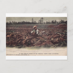 Carte Postale Dans les champs de tabac de la Virginie