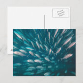 Carte Postale Dans Les Jacks (Devant / Derrière)