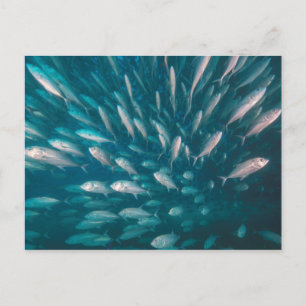 Carte Postale Dans Les Jacks