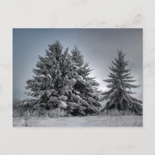 Carte Postale Dans l'esprit de l'hiver (Devant)