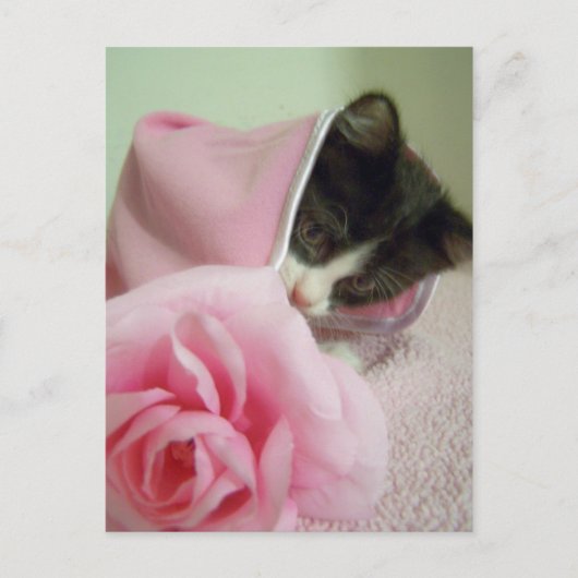 Carte Postale dans poupée couverture Kitten (Devant)