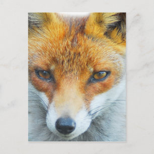Carte Postale Dans votre vixen visage