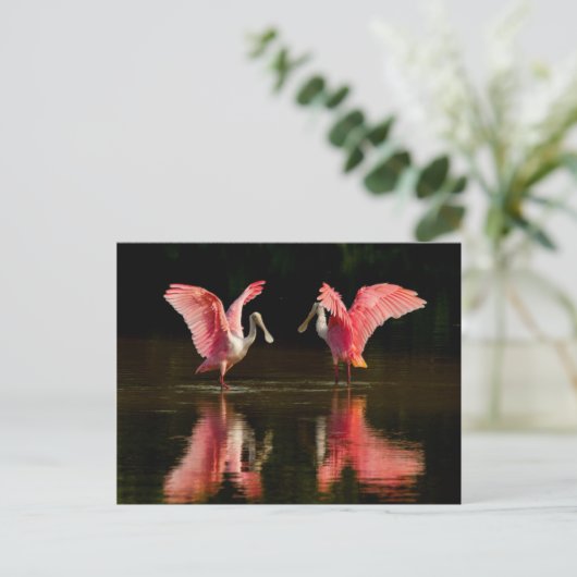 Carte Postale Danse d'accouplement Roseate Spoonbill (Debout devant)