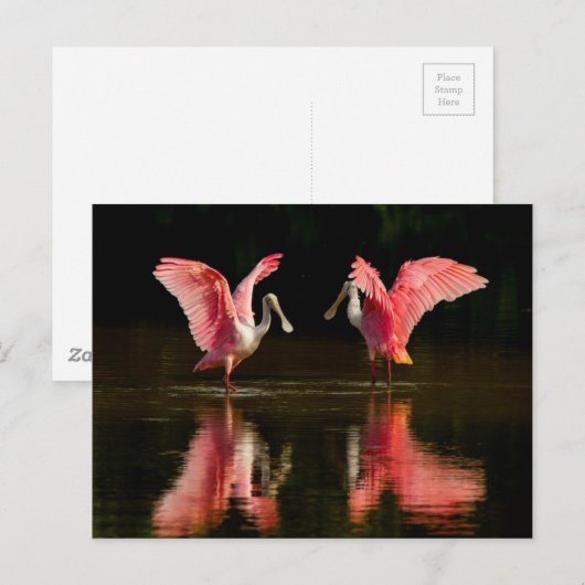 Carte Postale Danse d'accouplement Roseate Spoonbill (Devant / Derrière)