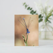 Carte Postale Danse de la mouche (Debout devant)