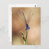 Carte Postale Danse de la mouche (Devant / Derrière)