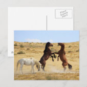 Carte Postale Danse du désert (Devant / Derrière)