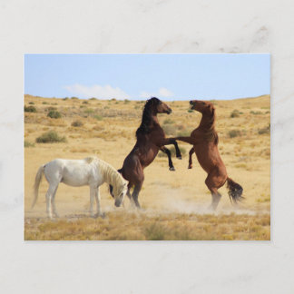 Carte Postale Danse du désert