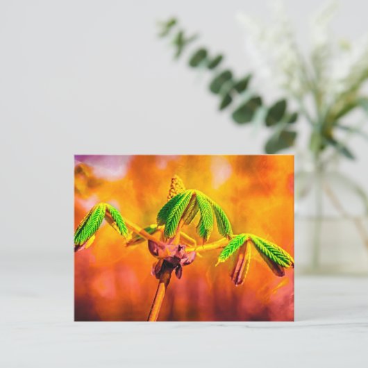 Carte Postale Danse Du Feu (Debout devant)