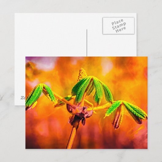 Carte Postale Danse Du Feu (Devant / Derrière)