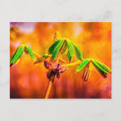 Carte Postale Danse Du Feu (Devant)
