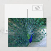 Carte Postale Danse Peacock (Devant / Derrière)