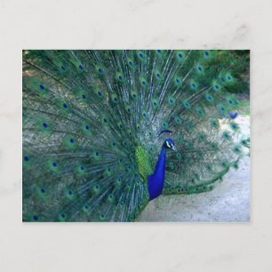 Carte Postale Danse Peacock