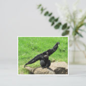 Carte Postale danse siamang (Debout devant)