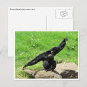 Carte Postale danse siamang (Devant / Derrière)