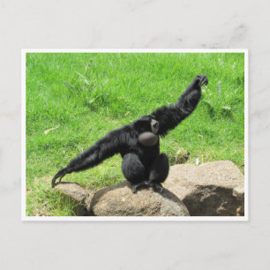 Carte Postale danse siamang