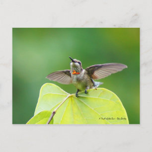 Carte Postale Danser et Humming !