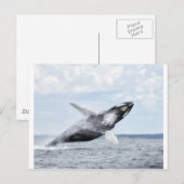 Carte Postale Danses avec baleines 8 (Devant / Derrière)