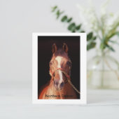 Carte Postale Danseur du Nord...Le plus grand Stallion du monde (Debout devant)