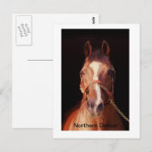 Carte Postale Danseur du Nord...Le plus grand Stallion du monde (Devant / Derrière)