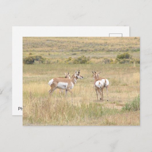 Carte postale d'antilope à Yellowstone (Devant / Derrière)