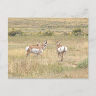 Carte postale d'antilope à Yellowstone