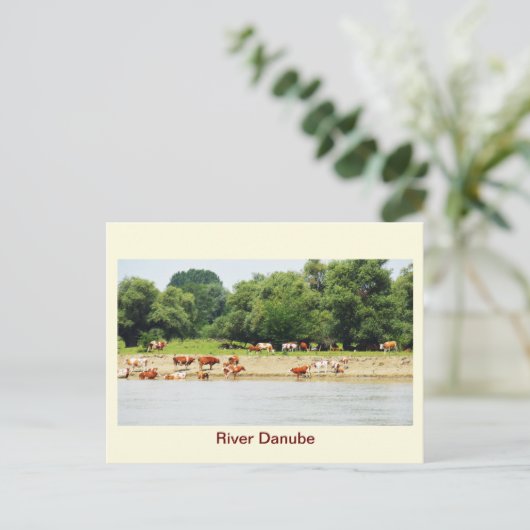 Carte Postale Danube (Debout devant)
