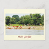 Carte Postale Danube (Devant)