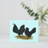 Carte Postale D'Anvers Black Bantams (Debout devant)