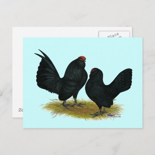 Carte Postale D'Anvers Black Bantams (Devant / Derrière)