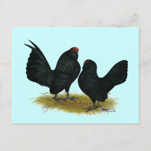 Carte Postale D'Anvers Black Bantams