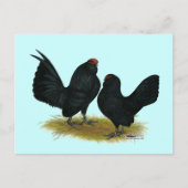 Carte Postale D'Anvers Black Bantams (Devant)