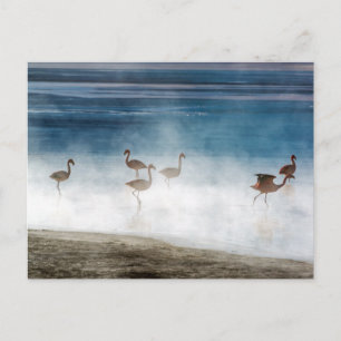 Carte Postale Danza de Flamencos, Salar de Uyuni, Bolivie.