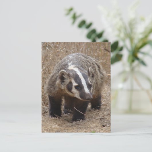 Carte postale d'approche Badger (Debout devant)