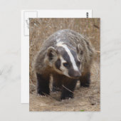 Carte postale d'approche Badger (Devant / Derrière)