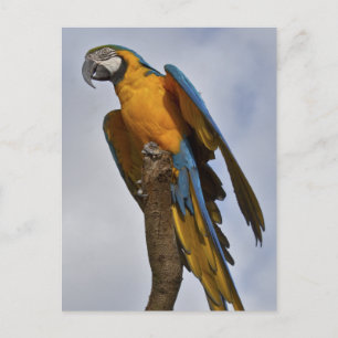 Carte postale d'Ara bleu et jaune