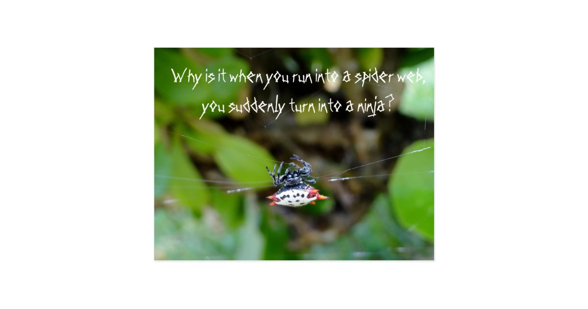 Carte Postale D Araignee De Crabe Citation Drole Zazzle Be Carte Postale D Araignee De Crabe Citation Drole Zazzle Be