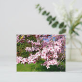Carte postale d'arbre à fleurs de cerisier dans le (Debout devant)