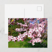 Carte postale d'arbre à fleurs de cerisier dans le (Devant / Derrière)