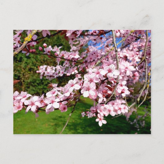 Carte postale d'arbre à fleurs de cerisier dans le (Devant)