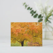 Carte postale d'arbres d'automne dorés (Debout devant)