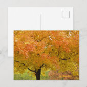 Carte postale d'arbres d'automne dorés (Devant / Derrière)
