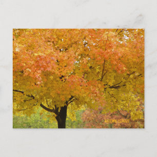 Carte postale d'arbres d'automne dorés